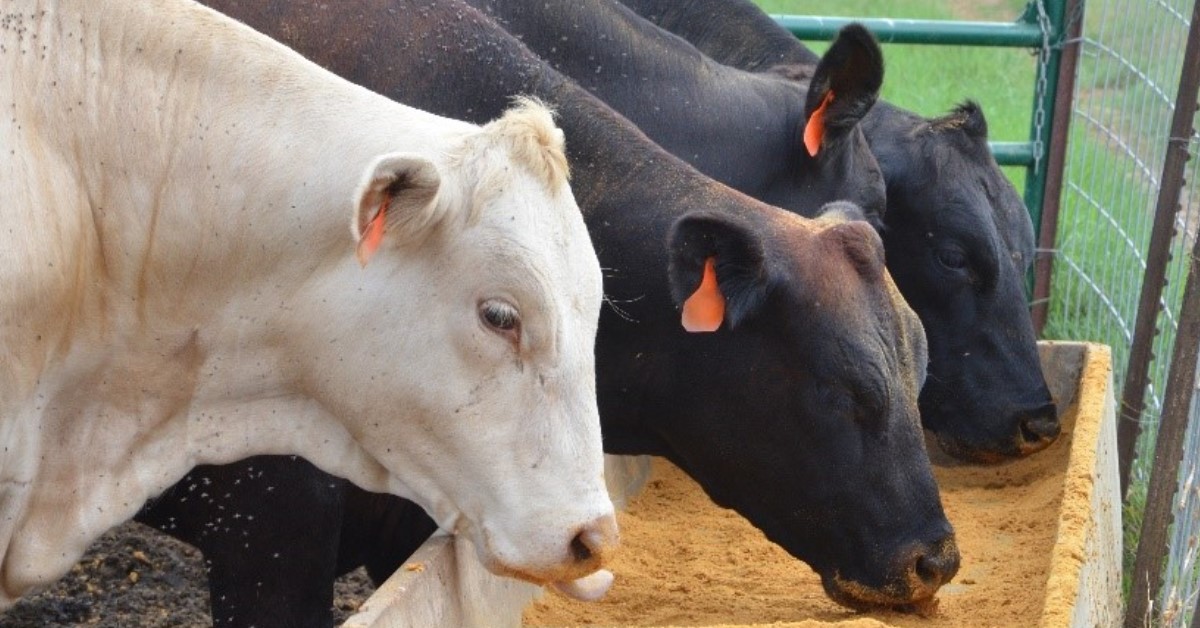 The pros and cons of supplementing with distiller’s grains Hubbard Feeds